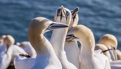 JIUYOU GAMING-球队比拼：哪些球队将成为季后赛最大黑马？，季后赛球员排名